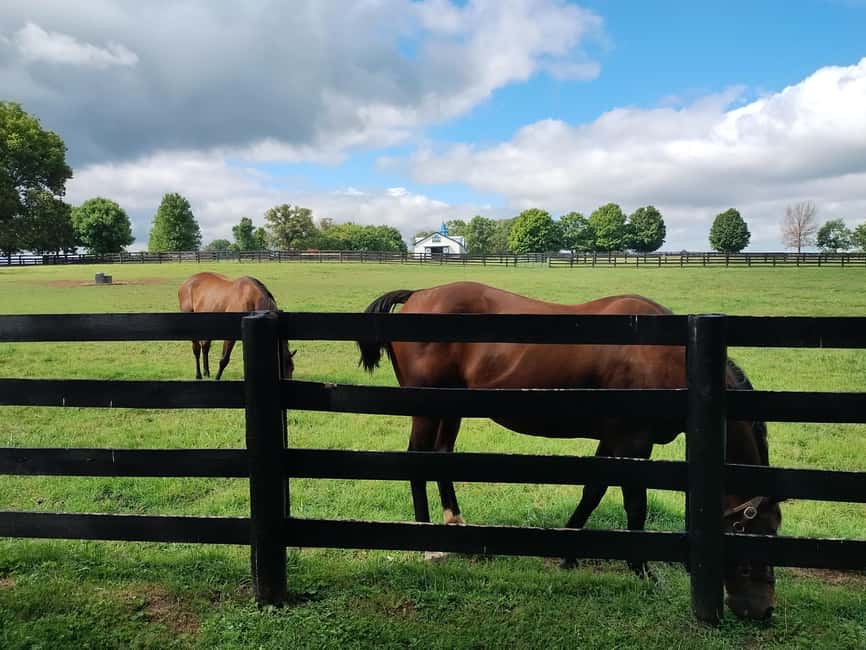 Lexington: Thoroughbred Horse Farm Tour and Scenic Bluegrass - At the Thoroughbred farms