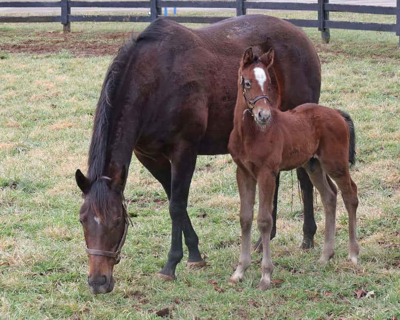 Lexington: Thoroughbred Horse Farm Tour and Scenic Bluegrass - What the $45 price gets you