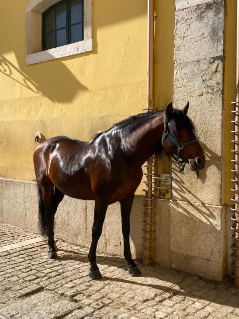 Lisbon: Morning of Equestrian Art with Lusitano Horses - Key points about the Lusitano morning