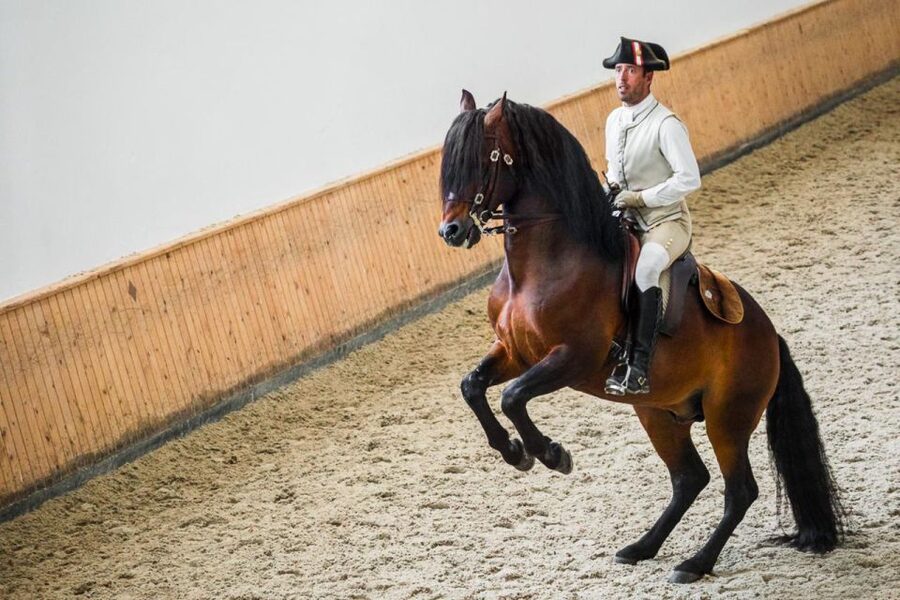Lisbon: Portuguese Riding School Trainig with Lusitano Horse - The morning schedule from 10:00 to 13:00