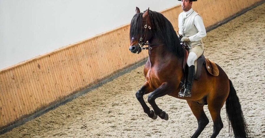 Lisbon: Portuguese Riding School Trainig with Lusitano Horse - The audio guide and what to bring