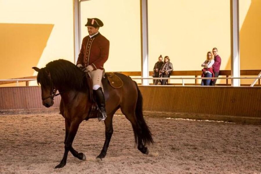 Lisbon: Portuguese Riding School Trainig with Lusitano Horse - Price, value, and the right type of visitor