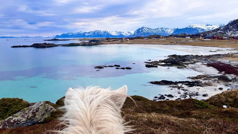 Lofoten: Guided Horse Riding Tour Over Hov and Hovsund - Who Should Book This Horse Ride?