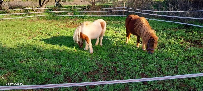 Loulé: Guided Horse Riding in the Hills of salir - The one-hour countryside route