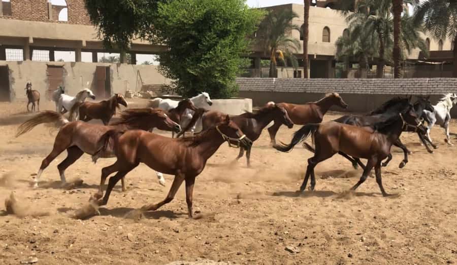 Luxor: Farm Tour 30 Hectares(Breakfast With Arabian Horses) - A farm morning beyond Luxor’s monuments
