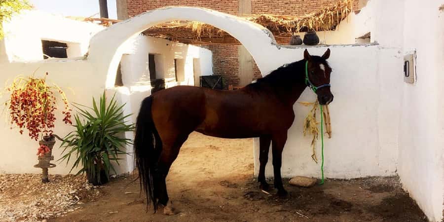 Luxor: Scenic Camel or Horse Ride - Is $15 a fair price?