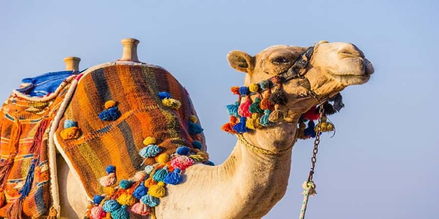 Luxor: Scenic Camel or Horse Ride - From your accommodation to the West Bank