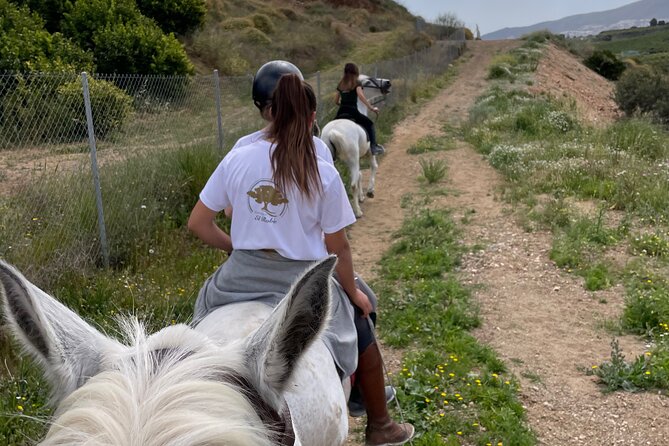 Malaga - guided horseback riding - A closer look at the horses and stable