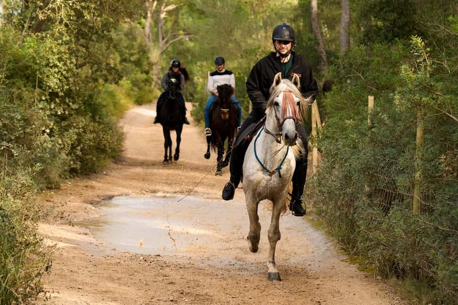 Mallorca: Guided Horseback Ride in Randa Valley - Riding through meadows and holm oak woods