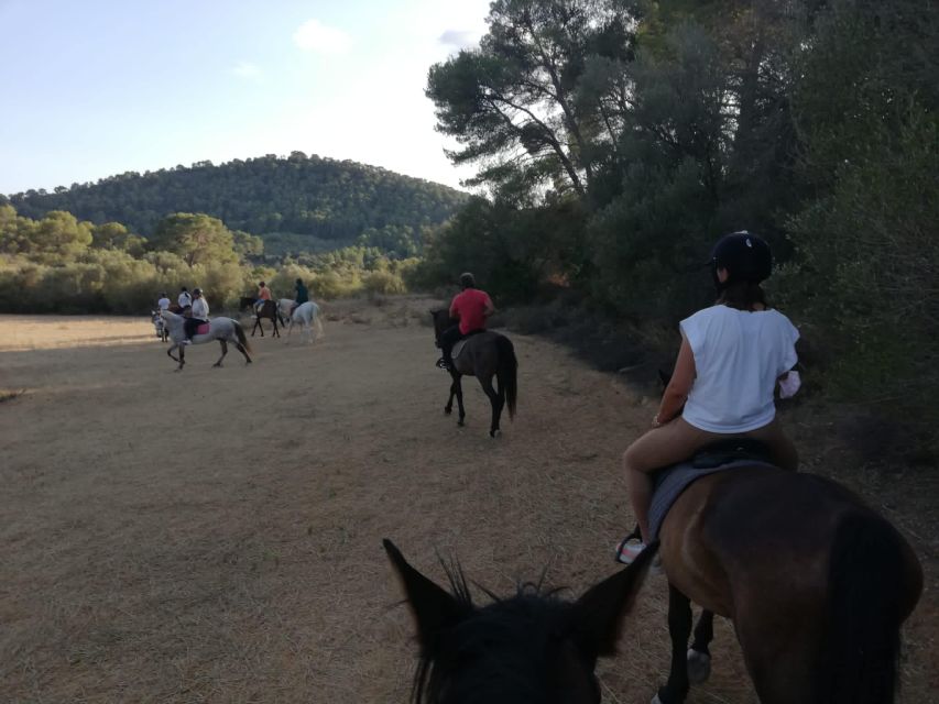 Mallorca: Guided Horseback Ride in Randa Valley - When you can trot or canter