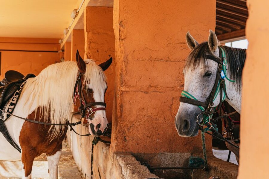 Mallorca: Horseback Riding Experience with Food Options - Pickup, clothing, and weather details
