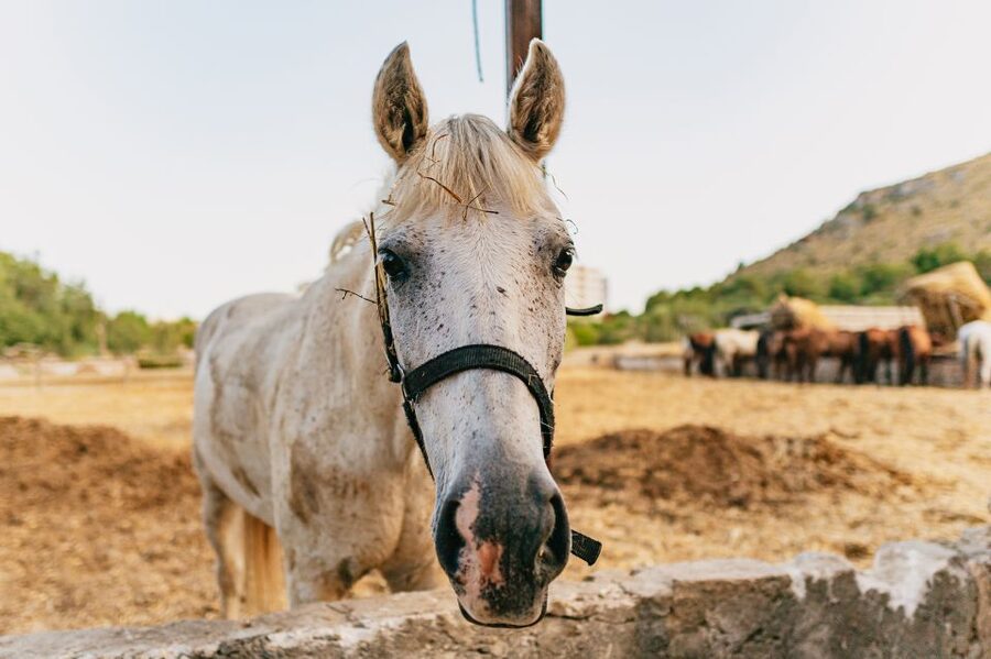 Mallorca: Horseback Riding Experience with Food Options - Arriving at Ranxo Ses Roques and meeting the animals