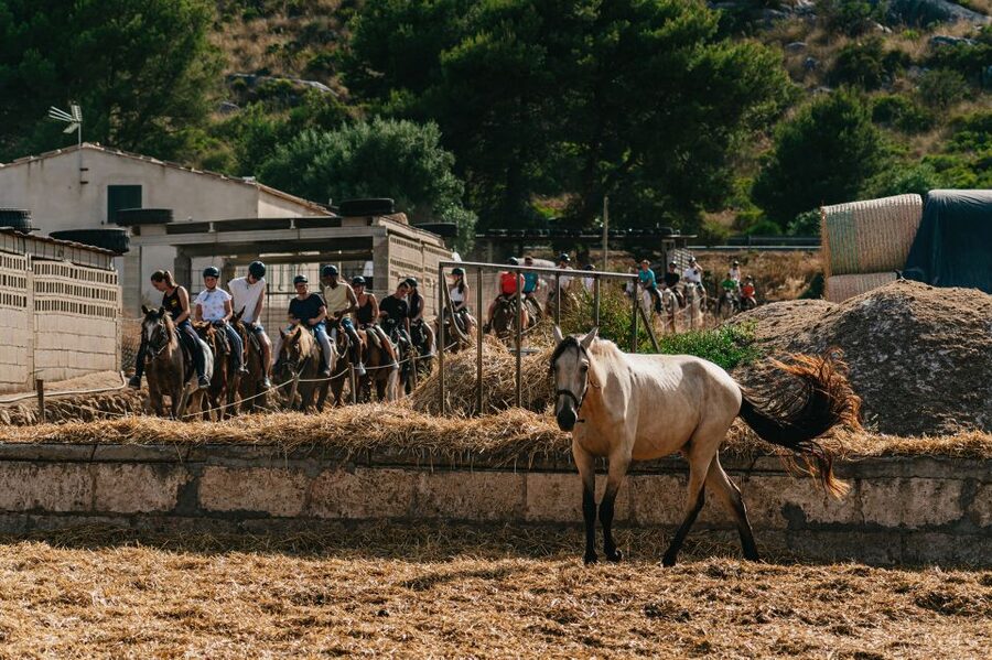 Mallorca: Horseback Riding Experience with Food Options - The difference between walking, trotting, and cantering