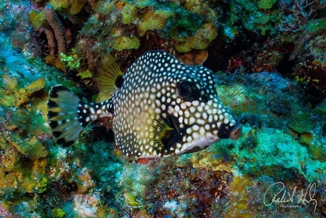 Mangrove tour,Horseback Riding, Snorkeling and beach in Roatan - Meeting your guide near the cruise terminals