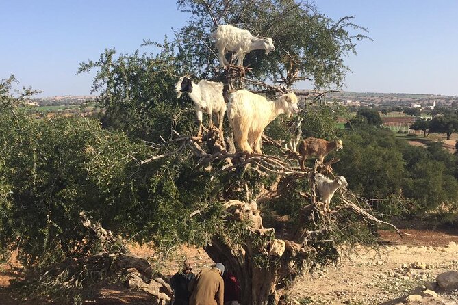 Marrakech Day Trip to Essaouira - Horseback, Camel Ride, ATV on the Beach - ATV riding costs extra