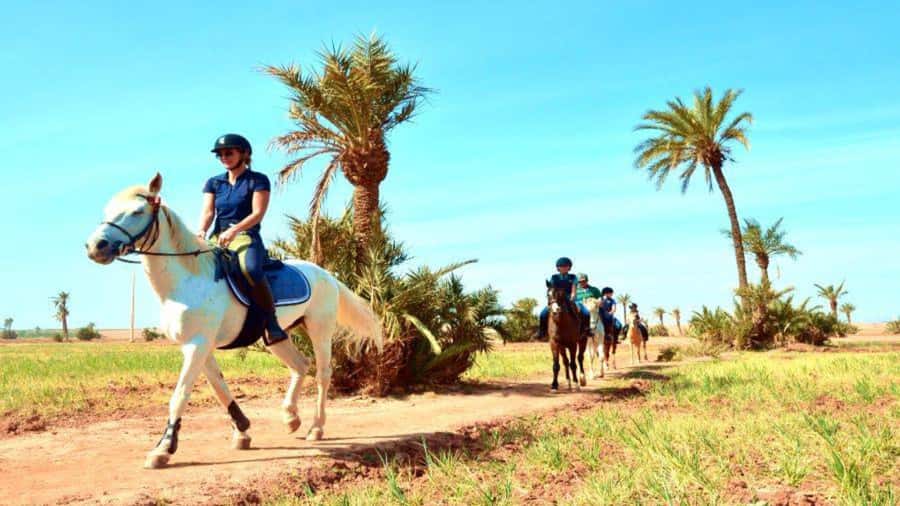 Marrakech: Desert and Palmeraie Horse Riding Tour & Transfer - Choosing the right horse and pace