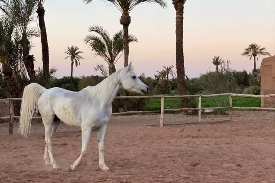 Marrakech: Desert and Palmeraie Horse Riding Tour & Transfer - Mint tea before the saddle
