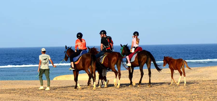 Marsa Alam: Sea and Desert Horse Riding Tour - Should You Book This Horse Ride?