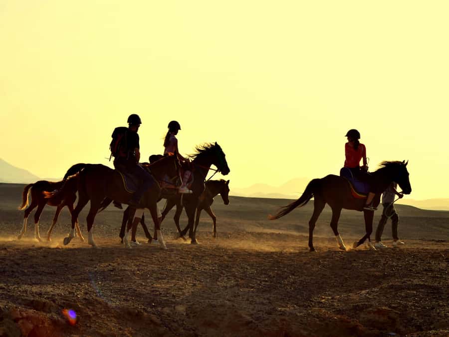 Marsa Alam: Sunrise Horseback with Breakfast - Choosing a horse when you are new to riding