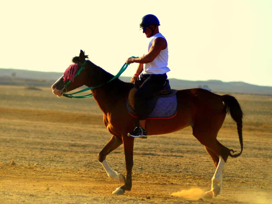 Marsa Alam: Sunset Horseback with Dinner, Show & Stargazing - Starting at the stable near Marsa Alam