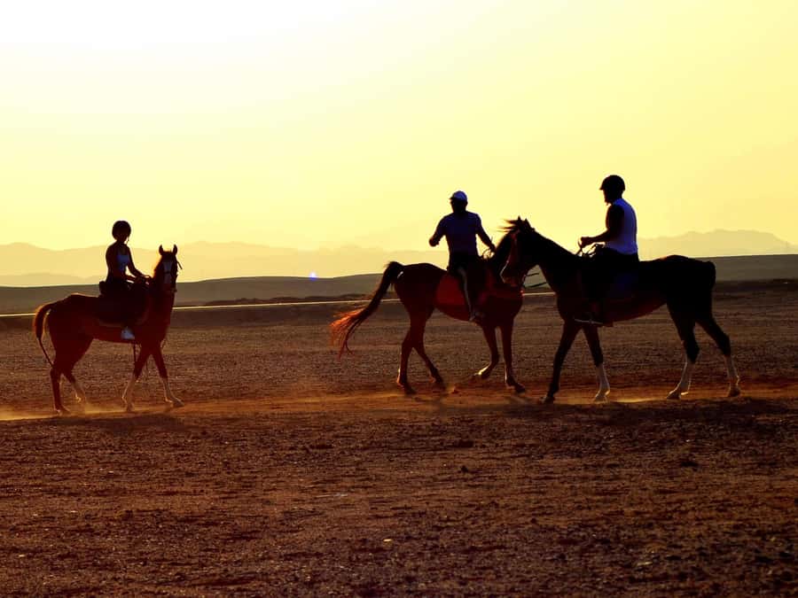 Marsa Alam: Sunset Horseback with Dinner, Show & Stargazing - Two hours across desert and shoreline