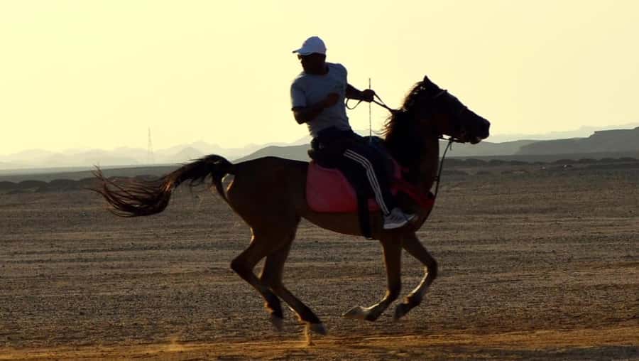 Marsa Alam: Sunset Horseback with Dinner, Show & Stargazing - Dinner, a cultural show, and stargazing