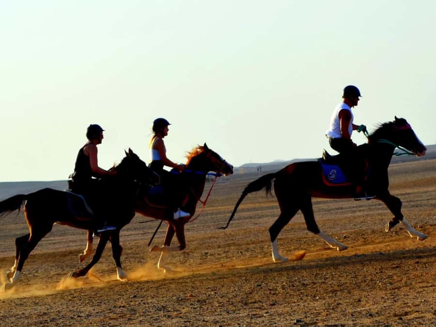 Marsa Alam: Sunset Horseback with Dinner, Show & Stargazing - What the guides do well