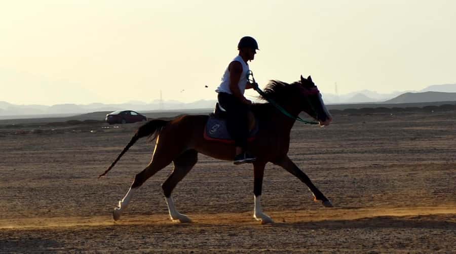 Marsa Alam: Sunset Horseback with Dinner, Show & Stargazing - How this ride compares with a typical desert excursion