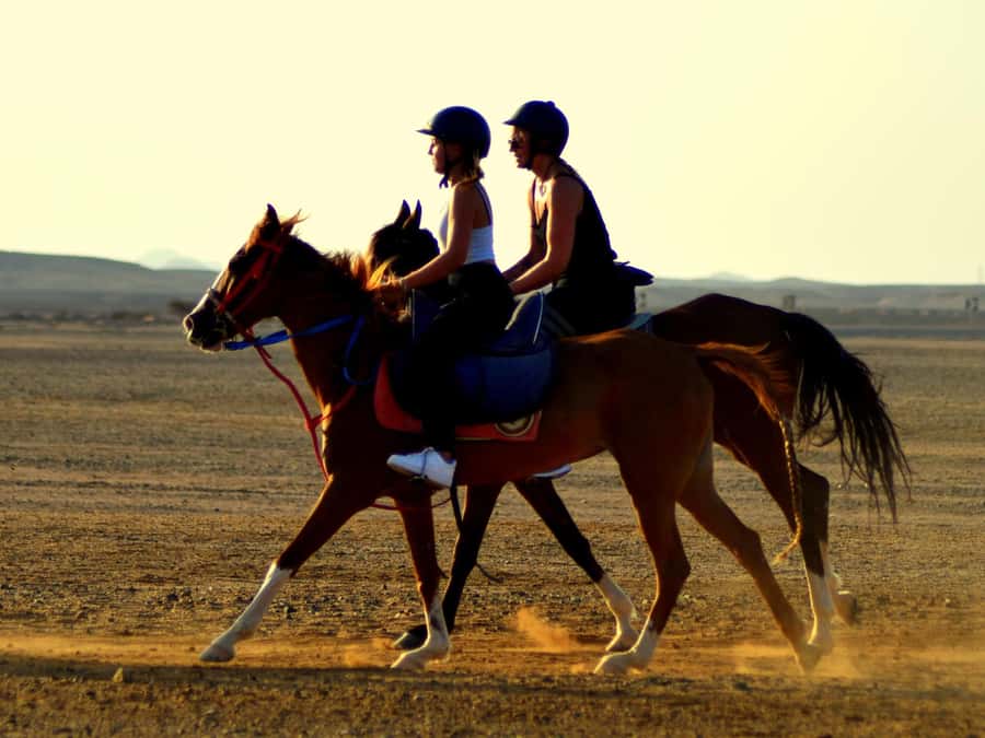 Marsa Alam: Sunset Horseback with Dinner, Show & Stargazing - Meeting your horse and getting ready