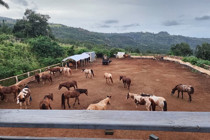Maui Horseback Adventure at Circle M Ranch With Real Cowboys - Why beginners are likely to enjoy it