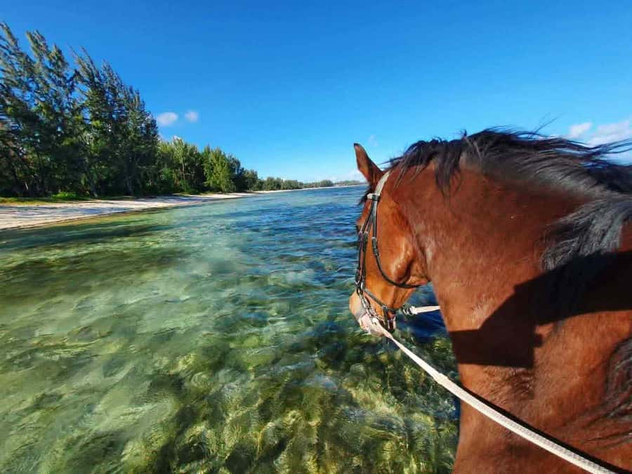 Mauritius: Horse riding on the deserted beach of Riambel - What the one-hour duration really means