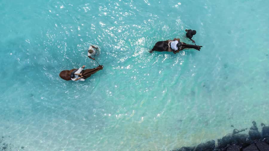 Mauritius: Horseback riding on the beach - Key points at a glance