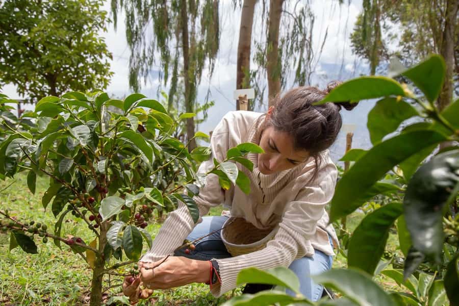 Medellin: Horseback Riding Coffee Farm Tour with Coffee Spa - The horseback ride along the muleteer path