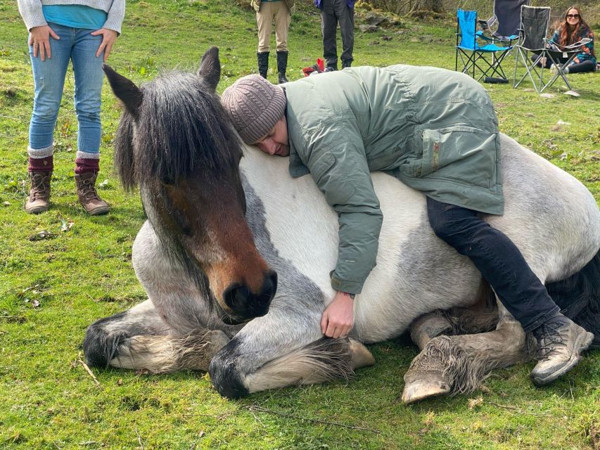 Meditate With Horses - The real value of the $114 price