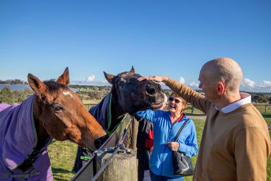Melbourne: Full-Day Horses, Wine, and Beer Tour - Key points to know before booking