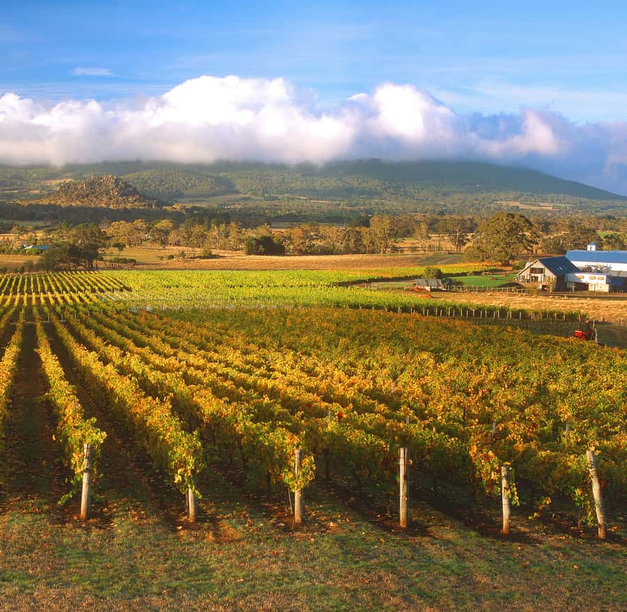 Melbourne: Full-Day Horses, Wine, and Beer Tour - Gisborne Peak Winery and a proper lunch break