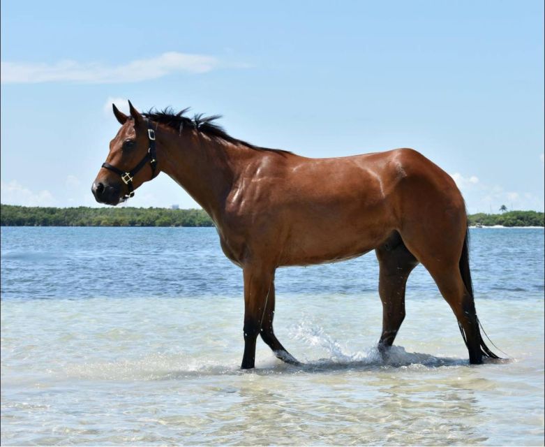 Miami: Beach Horse Ride & Nature Trail - Is $180 fair for one hour?