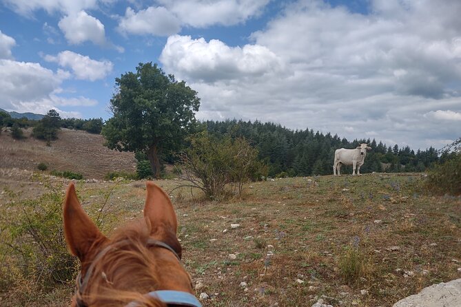 Middle day out of Rome on Horseback with meals included - Day two: breakfast, another ride, and the beach question