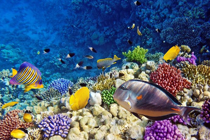 Mnemba Dolphin Tour, Clear Kayak, Cooking Class, Horse Riding - Three hours around Mnemba Island