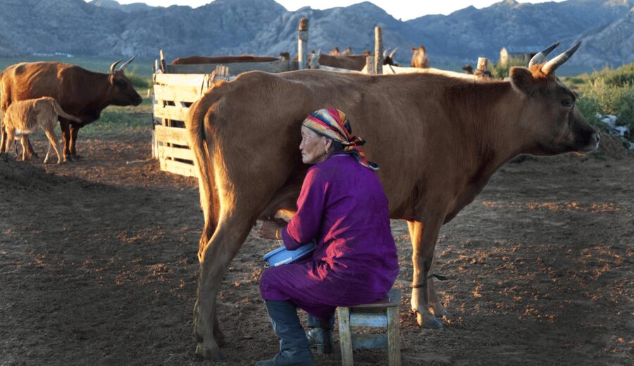 MONGOLIAN NOMADS: 2-Day Horse Trekking & Cow Milking Tour - Cow milking and the evening ger
