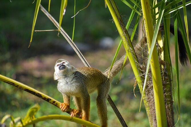 Monkey Encounter and Horse-Riding Tour in Puerto Plata - Key points at a glance