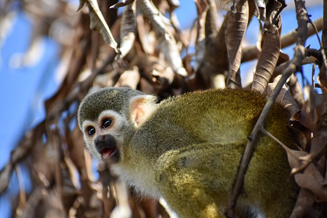 Monkey Encounter and Horse-Riding Tour in Puerto Plata - Macaws, cockatoos, and flamingos at the park
