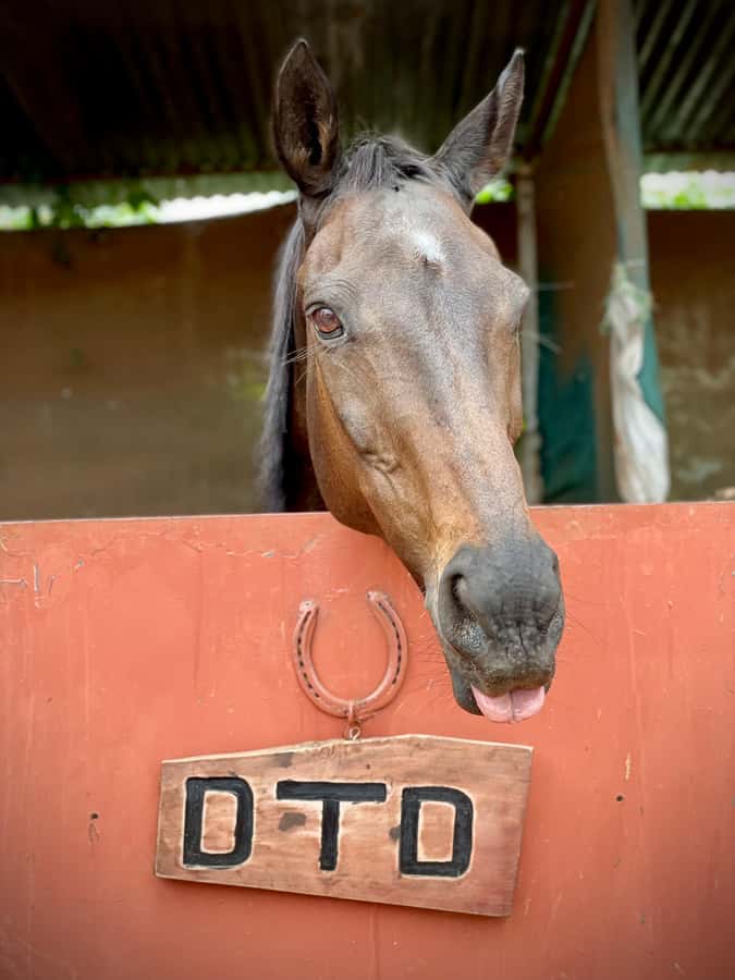Nairobi: Karura Forest Horseback Riding Tour - Key points to know before you ride