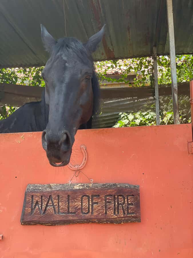 Nairobi: Karura Forest Horseback Riding Tour - Guides who shape the experience