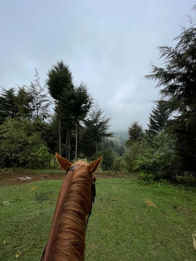 Nairobi: Karura Forest Horseback Riding Tour - Wildlife along the trail