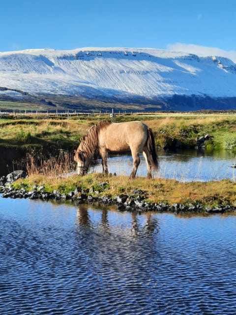 North Iceland: Horseback Riding Tour - Why beginners can feel at ease