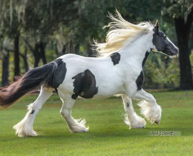 Ocala: Gypsy Gold Horse Farm Guided Walking Tour - Key points to know before you go