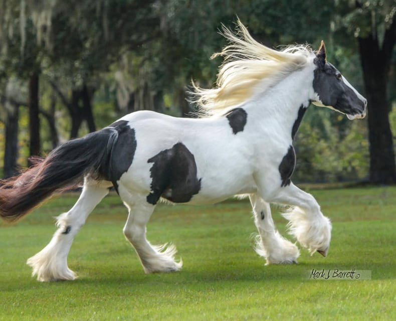 Ocala: Gypsy Gold Horse Farm Guided Walking Tour - Why Gypsy Gold is more than a standard horse farm visit
