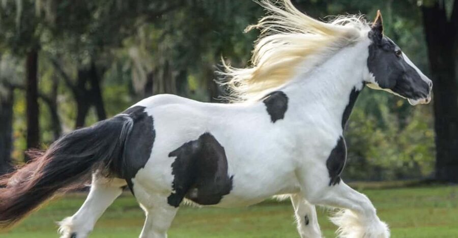 Ocala: Gypsy Gold Horse Farm Guided Walking Tour - Meeting the Gypsy Vanner Horses up close