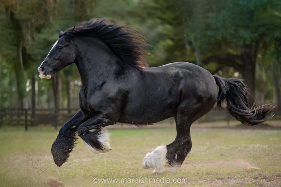 Ocala: Gypsy Gold Horse Farm Guided Walking Tour - What the 1.5-hour schedule feels like